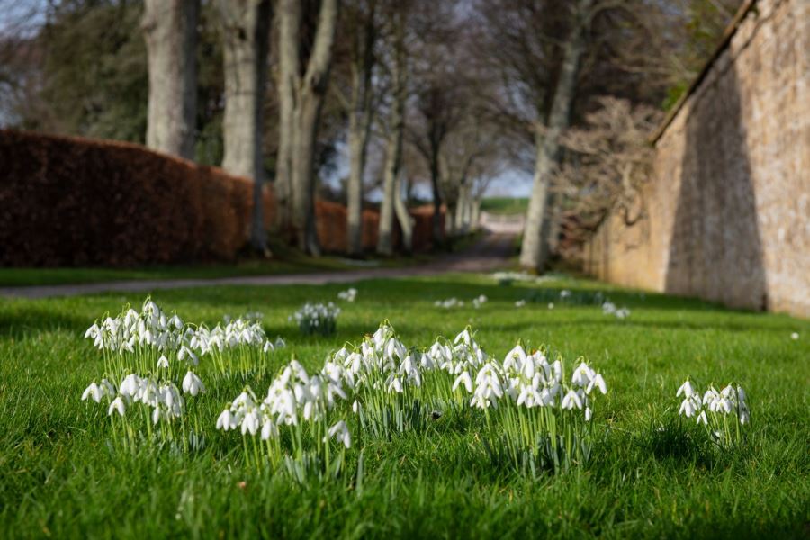 Mapperton Snowdrops